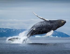 Удивительные и интересные факты о китах и дельфинах Интересные случаи из жизни китообразных